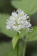 Actaea spicata